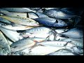 Longline fishing at deep sea BACK TO BACK LESSER QUEEN FISH