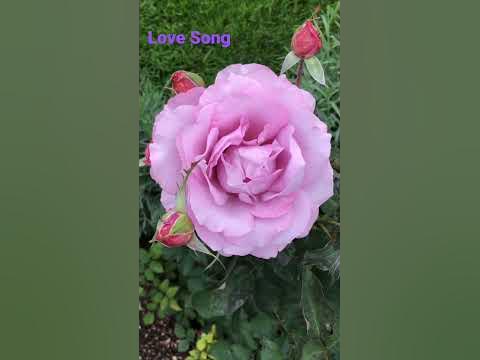 Roses Love Song , роза Лав Сонг . - YouTube