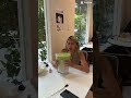 Matcha #matcha #dating #trending #trendingshorts