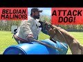 INCREDIBLE FEMALE ATTACK DOG!! BELGIAN MALINOIS | FRENCH RING TRAINING // Andy Krueger