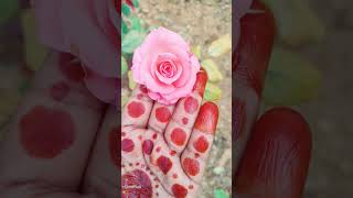🌹 Rose – Symbol of love and beauty.#flowers #flowerlove #nature #beautifulflowers #flowerphotograph