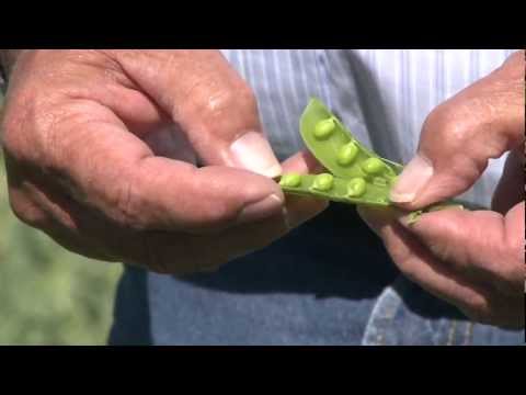 IEOSA - Pea Seed 3