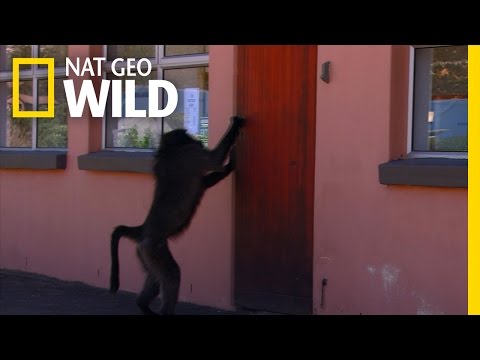 Bakery Raider | Big Baboon House