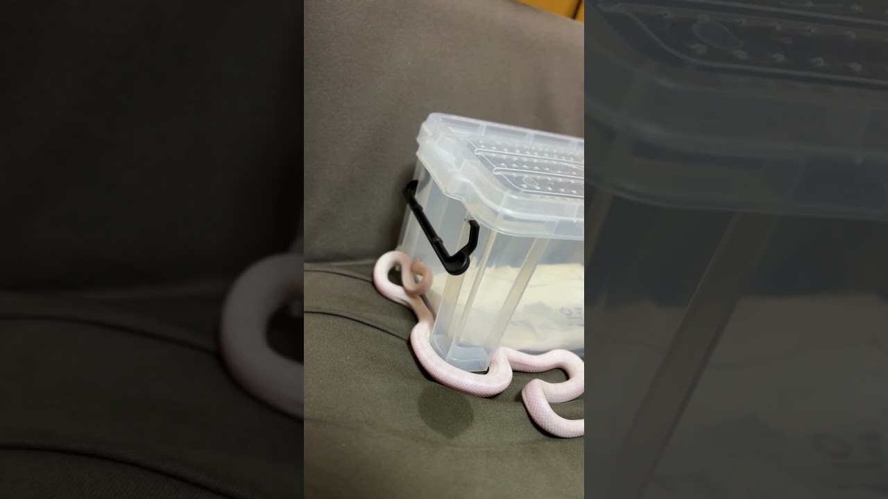 小さな白蛇とプラ箱