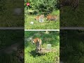 Safari animals given huge ice cubes to cool down during the heatwave🥵