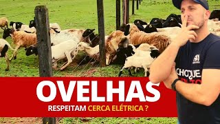 Cerca elétrica segura ovelha?