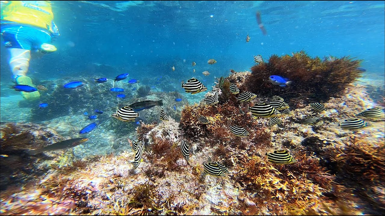 真鶴は首都圏No.1のシュノーケリング・磯遊びポイント[4K]