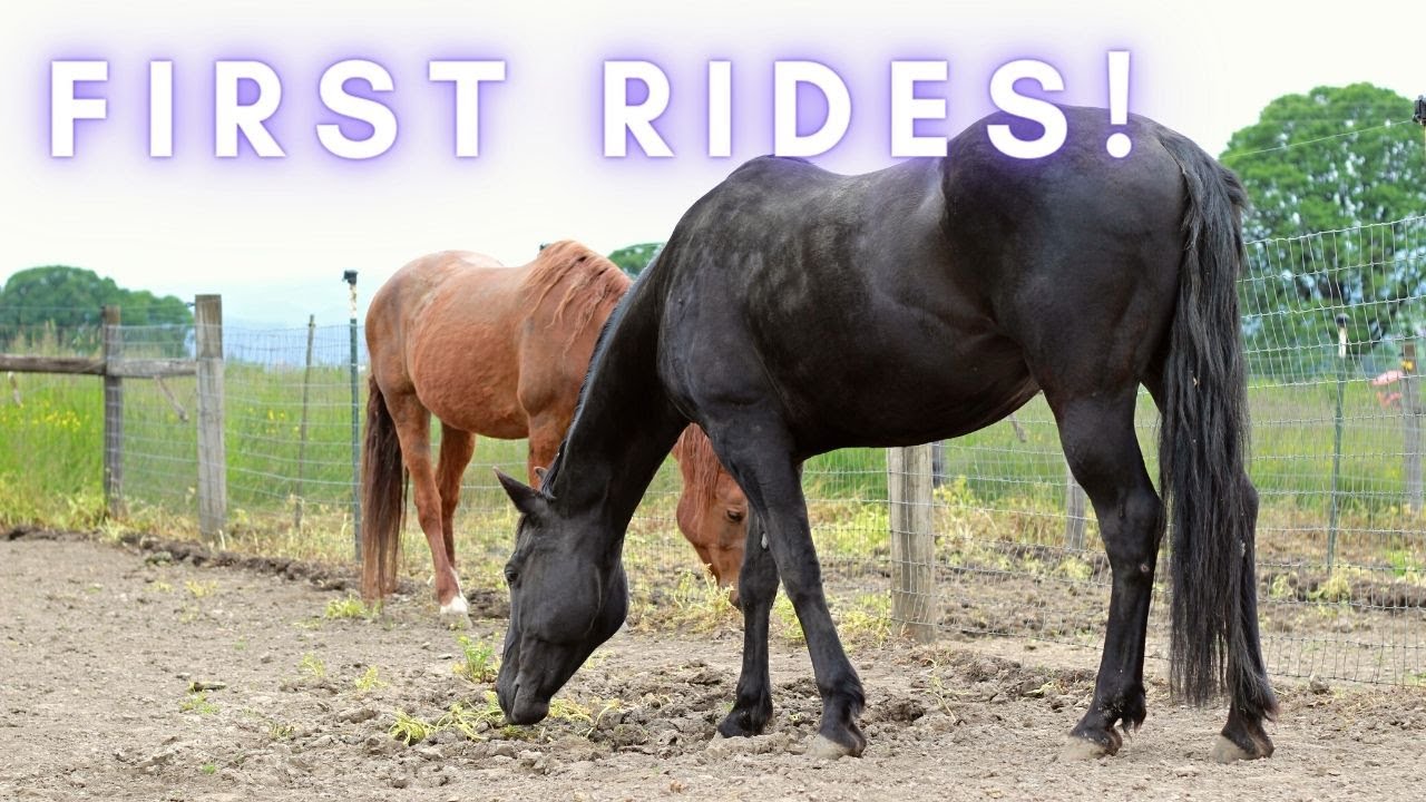 First rides on Ruby and Ella Ruby gets a bath Horses YouTube