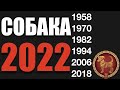 Что ждет Собаку в 2022 году - гороскоп на год Черного Водяного Тигра