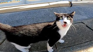 漁港の黒白猫が猛烈に甘えてきた