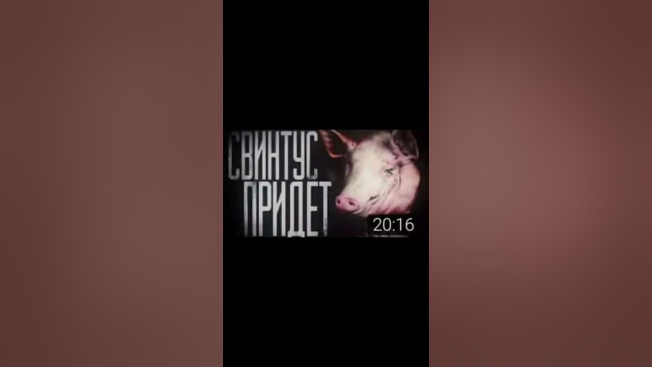 СВИНТУС ПРИДЕТ! - YouTube