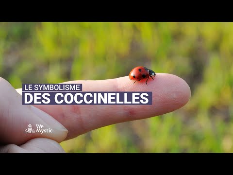 Vidéo: Notes Sur L'existence Magique Des Coccinelles Au Sommet Des Montagnes - Réseau Matador