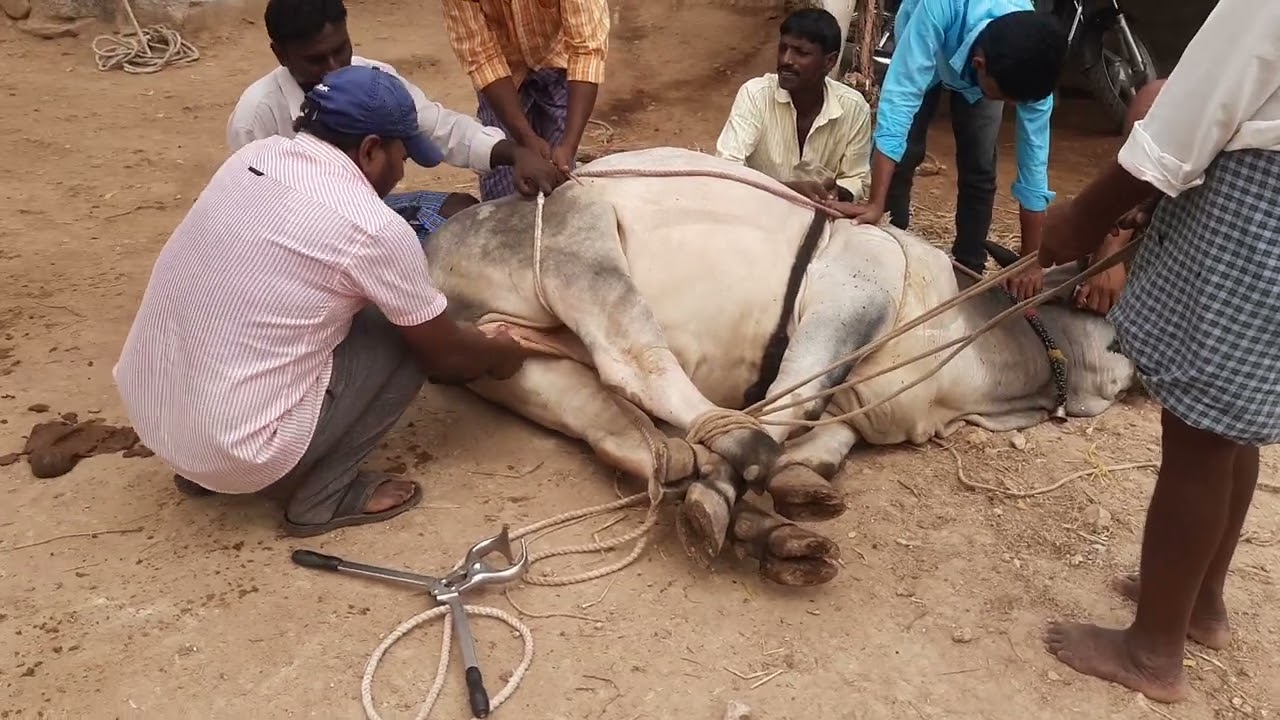 castration of bull YouTube
