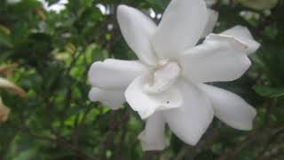 How To Get A Gardenia To Bloom .