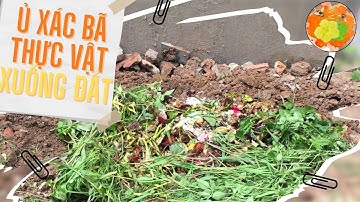Cách làm phân hữu cơ từ rác thải nhà bếp trực tiếp xuống đất làm đất tơi xốp màu mỡ