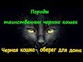 ПОРОДЫ ТАИНСТВЕННЫХ ЧЁРНЫХ КОШЕК Черная кошка- оберег для дома  Black cat-amulet for home