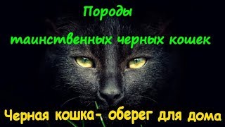ПОРОДЫ ТАИНСТВЕННЫХ ЧЁРНЫХ КОШЕК Черная кошка- оберег для дома Black cat-amulet for home ПОРОДЫ ТАИНСТВЕННЫХ ЧЁРНЫХ КОШЕК Черная кошка- оберег для дома Black cat-amulet for home