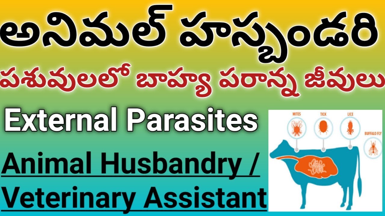 Animal Husbandry Classes in Telugu | External Parasites in Cattle | Veterinary  Assistant Classes - YouTube