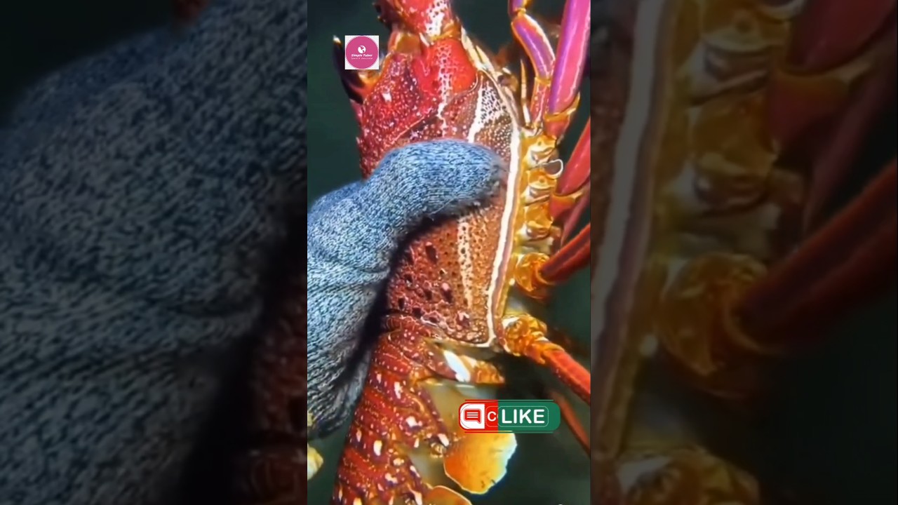 Giant Red Lobster Found Deep Underwater! 🦞