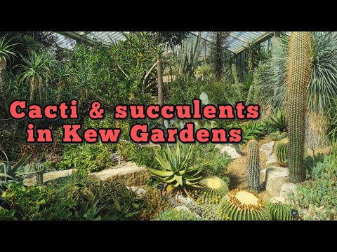 Cacti and succulents in Kew gardens | A visit to the Royal Botanical ...