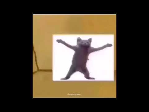 cat-dancing-in-a-box-meme-sponge-bob-meme