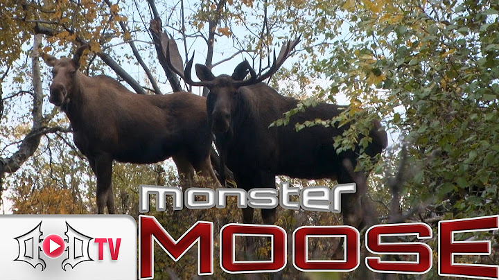 MONSTER MOOSE: Bow Hunter Experiences Grueling Alaskan Conditions