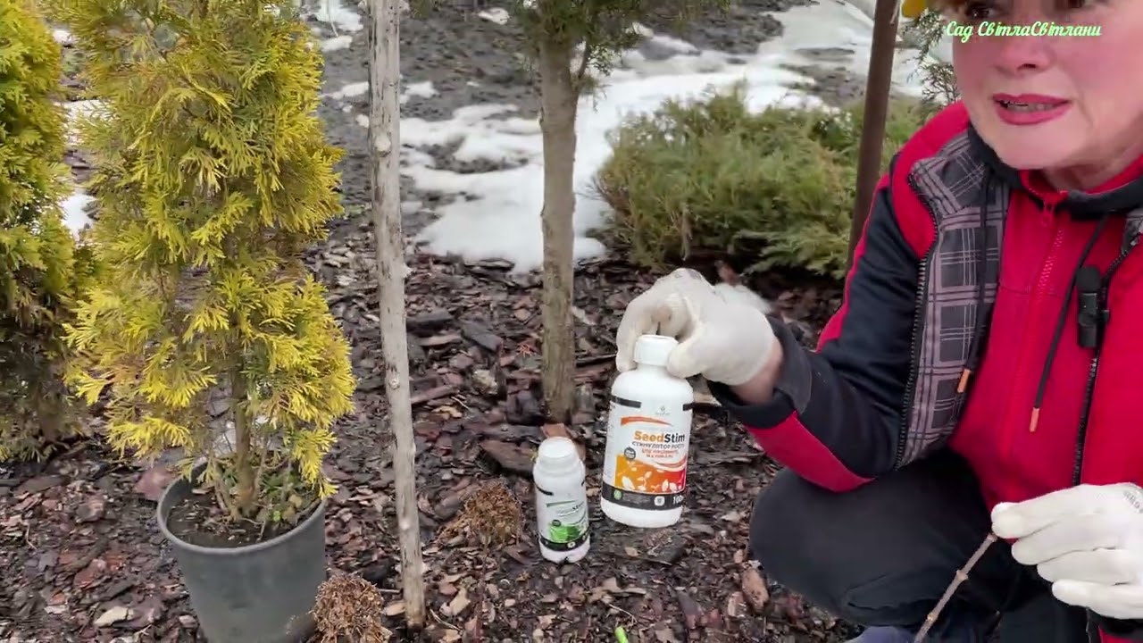 ОБРІЗКА рослин НАВЕСНІ.Барбариси,злакові,гортензії,хвойні.ТЕРМІНИ.