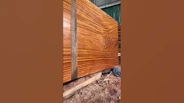 Sập khủng nguyên khối gỗ gõ cực vip rộng 205 dày 30 dài 530 #shorts #gonguyenkhoi #bichgonguyenkhoi