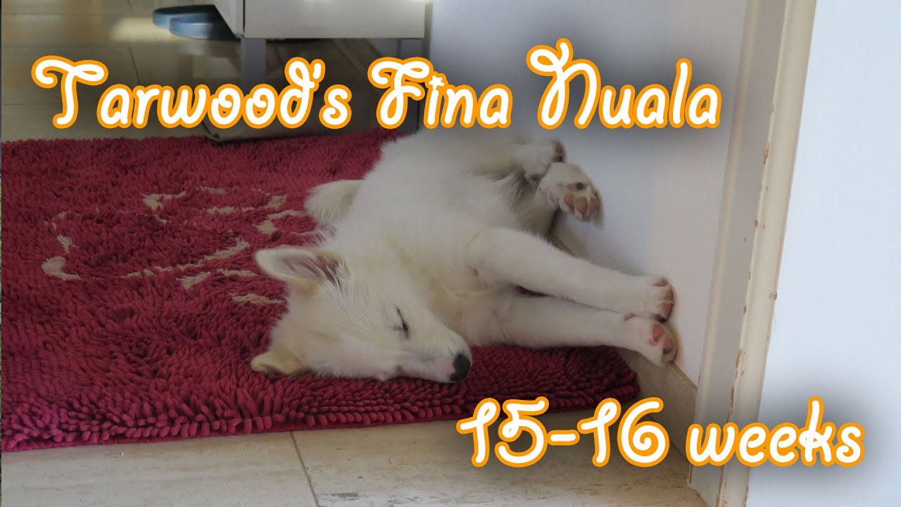 Tarawood's Fína Nuala; 15+16 weeks old (Icelandic Sheepdog Puppy) - Amira's Blog