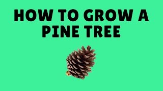 Pine and Spruce Trees From Seed