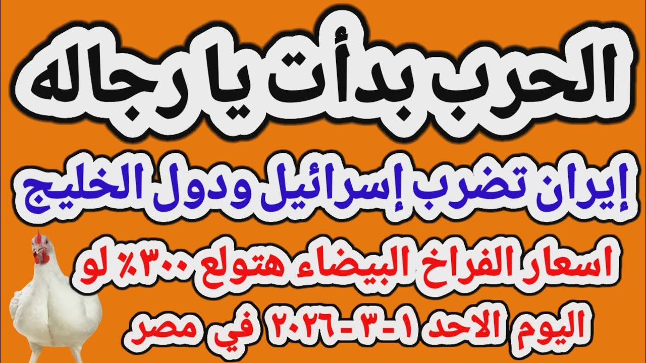 اسعار الفراخ البيضاء اليوم/ سعر الفراخ البيضاء اليوم الاحد 2026/3/1 في مصر