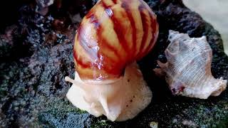 Giant Millipede Vs Snail Peaceful Encounter On The Rocks
