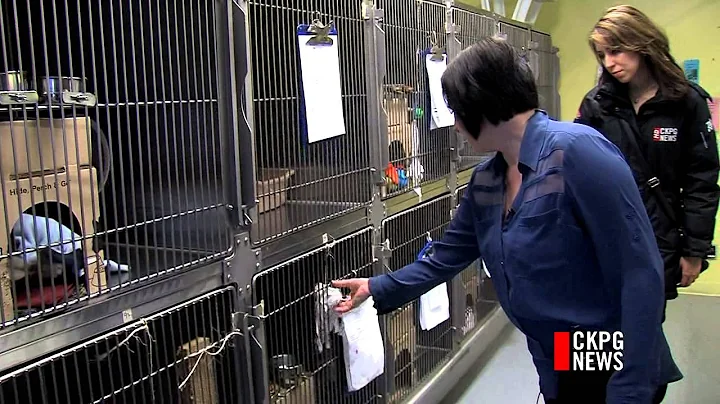 SPCA Under Quarantine