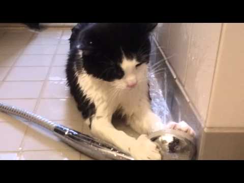 funny-cats-taking-a-bath