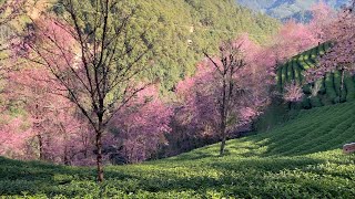 冬日里温暖的烂漫，南涧无量山冬樱花正在怒放，预示春天不会很远In the warm and brilliant winter, the winter cherry blossoms in