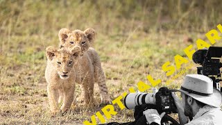 Unbelievable Lion Cub Footage - Virtual Safari #163