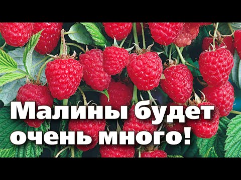 ОБРЕЗАЙТЕ МАЛИНУ ТОЛЬКО ТАК! КРУПНЫЙ УРОЖАЙ ГАРАНТИРОВАН