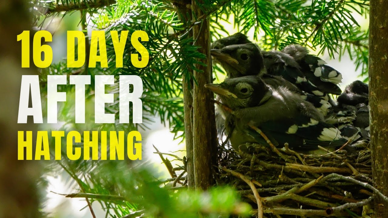 Blue Jay Nestlings 16 Days After Hatching