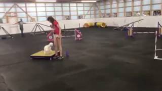 Hugo Does Agility #3