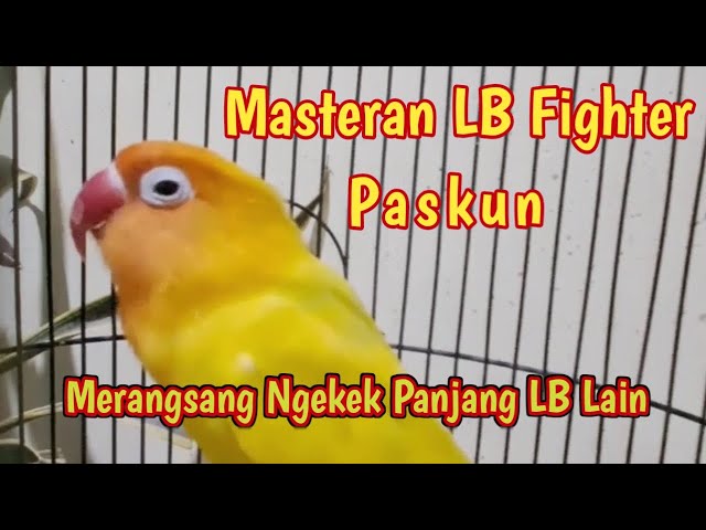 Masteran LB Betina Paskun Fighter class=