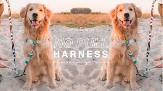 Before & After // Stylish Hound No Pull Harness