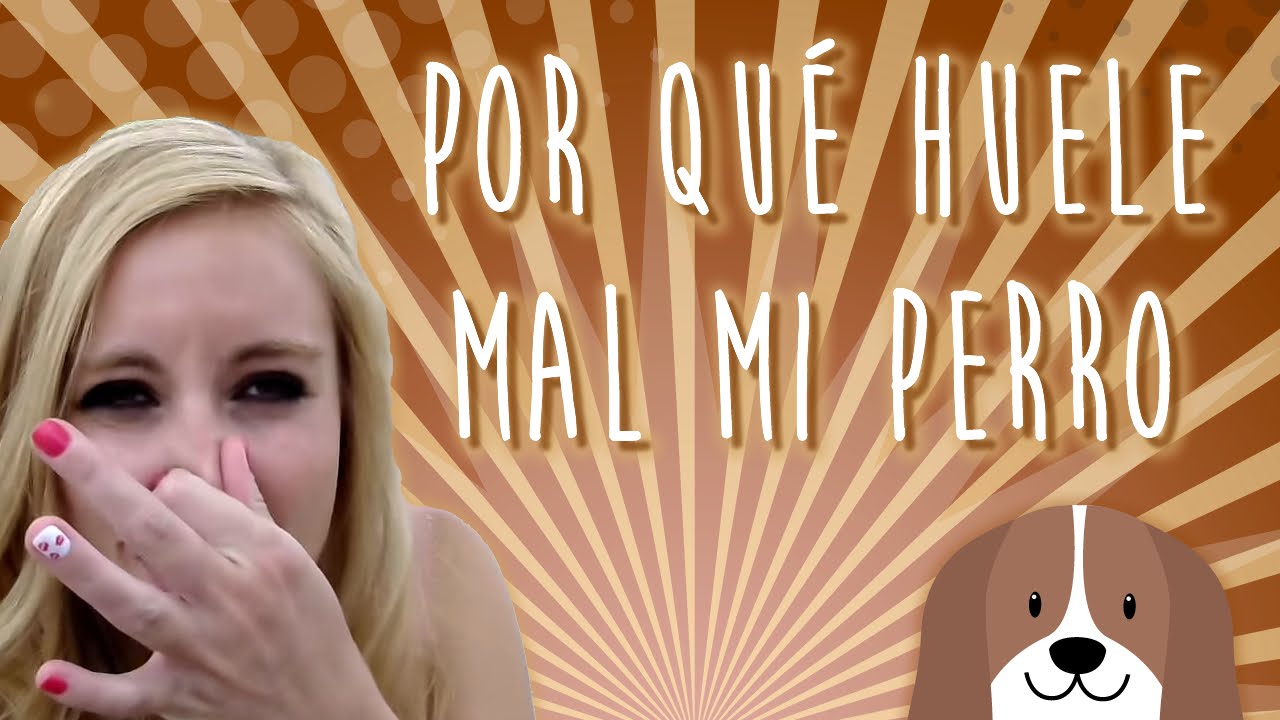 Por Que Mi Perra Se Orina En Mi Cama