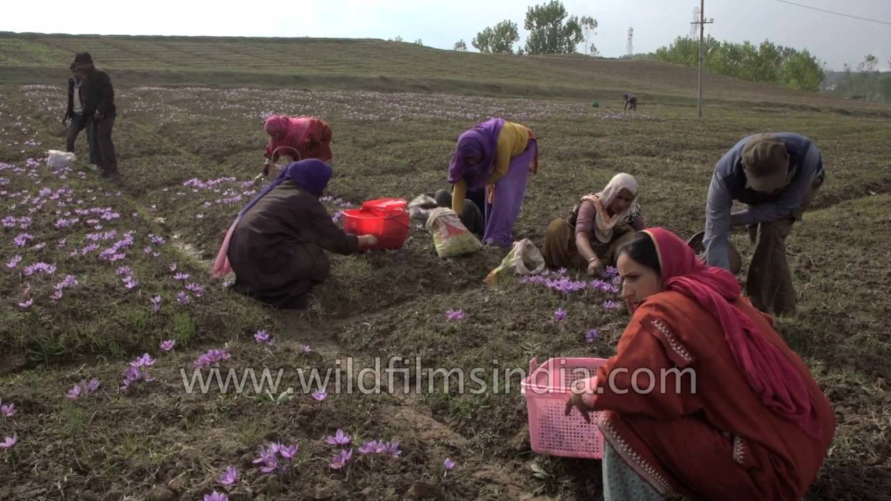 The story of Saffron Harvest in Kashmir short film YouTube