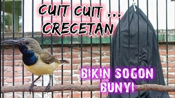 CUMA 1 MENIT SOGON LANGSUNG NYAUT GACOR   #pancingansogonbunyi #sogokontonggacor #masteransogonbahan