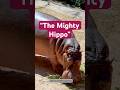"The Mighty Hippo: River Giant in Action!" #Hippopotamus #Wildlife #AnimalVideo