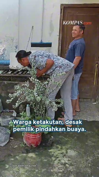 Warga Ngeri, Dulu Buayanya Seukuran Kadal, Kini Panjangnya 3 Meter