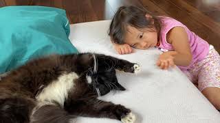 帰宅して来た娘にハグされる猫と自分から近付く猫　ノルウェージャンフォレストキャットとラガマフィンA cat being hugged and a cat approaching.
