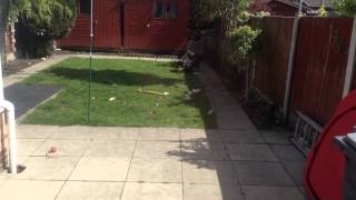 How To Tire Out A Bull Terrier