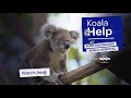 Hosted by Dr Chris Brown – ‘Koala Help’ at Port Macquarie Hospital