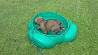 Phoebe the Leonberger puppy first water paddle